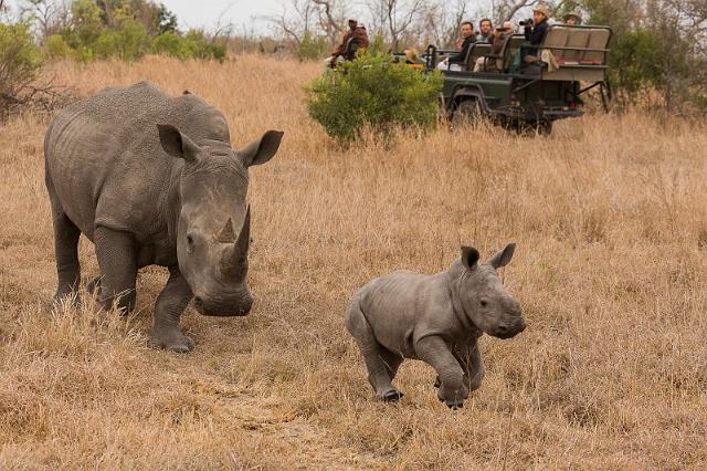 108 Zuid-Afrika, Sabi Sand Game Reserve.jpg